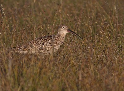 Storspov [Eurasian Curlew] (IMG_8563)