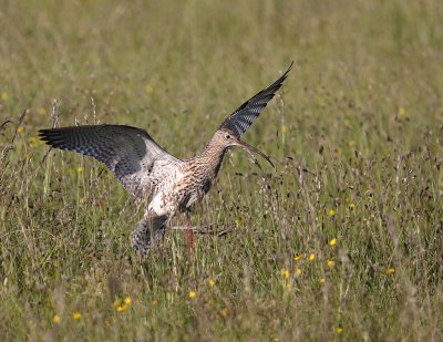 Storspov [Eurasian Curlew] (IMG_8589)
