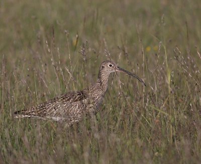 Storspov [Eurasian Curlew] (IMG_8592)