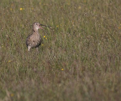 Storspov [Eurasian Curlew] (IMG_8603)