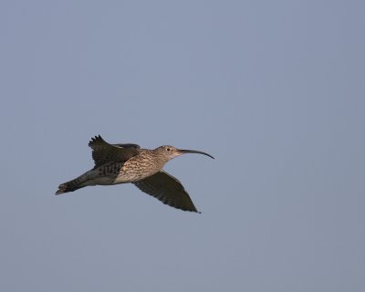Storspov [Eurasian Curlew] (IMG_8626)