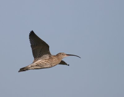 Storspov [Eurasian Curlew] (IMG_8627)