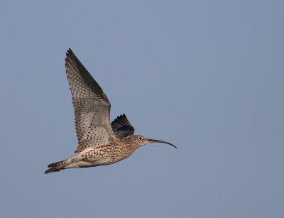 Storspov [Eurasian Curlew] (IMG_8628)