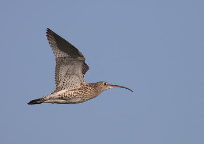 Storspov [Eurasian Curlew] (IMG_8630)