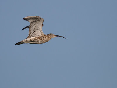 Storspov [Eurasian Curlew] (IMG_8631)