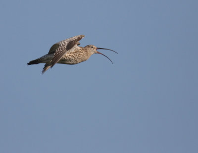 Storspov [Eurasian Curlew] (IMG_8633)