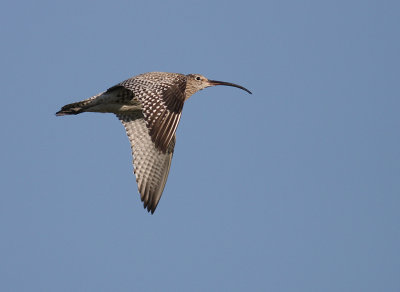 Storspov [Eurasian Curlew] (IMG_8634)