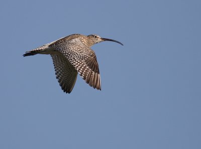Storspov [Eurasian Curlew] (IMG_8636)