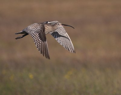 Storspov [Eurasian Curlew] (IMG_8639)