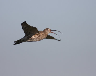 Storspov [Eurasian Curlew] (IMG_8640)