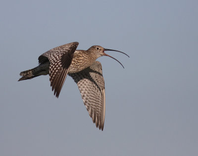 Storspov [Eurasian Curlew] (IMG_8641)