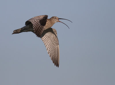Storspov [Eurasian Curlew] (IMG_8642)
