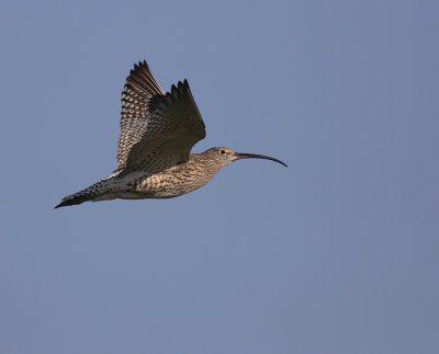 Storspov [Eurasian Curlew] (IMG_8645)