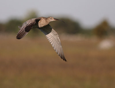 Storspov [Eurasian Curlew] (IMG_8650)