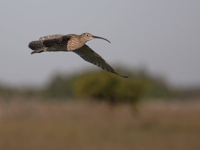 Storspov [Eurasian Curlew] (IMG_8651)