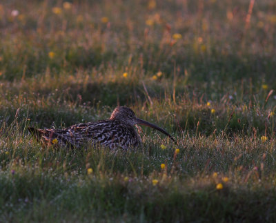 Storspov [Eurasian Curlew] (IMG_8836)