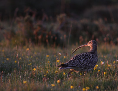 Storspov [Eurasian Curlew] (IMG_8841)