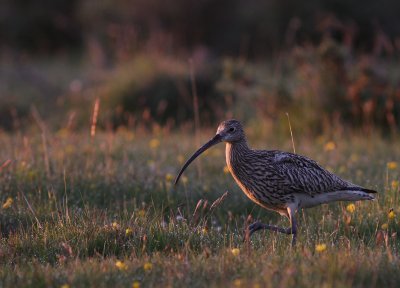 Storspov [Eurasian Curlew] (IMG_8852)
