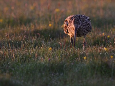 Storspov [Eurasian Curlew] (IMG_8860)