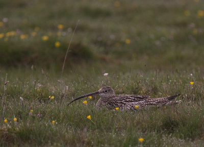 Storspov [Eurasian Curlew] (IMG_8877)