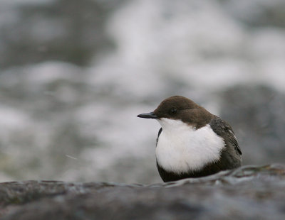 Strmstare [White-throated Dipper] (IMG_2433)