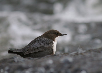 Strmstare [White-throated Dipper] (IMG_2491)
