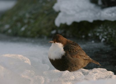 Strmstare [White-throated Dipper] (IMG_2512)