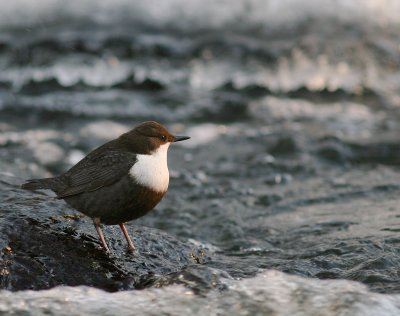 Strmstare [White-throated Dipper] (IMG_2624)