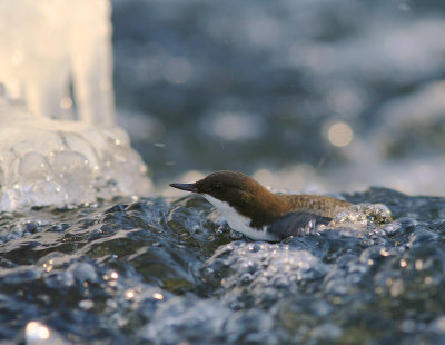 Strmstare [White-throated Dipper] (IMG_2646)