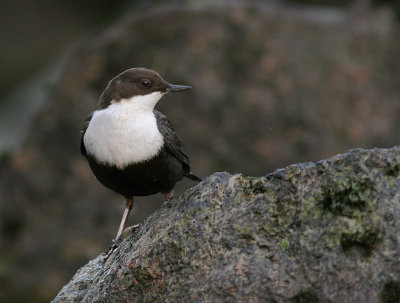 Strmstare [White-throated Dipper] (IMG_3074)