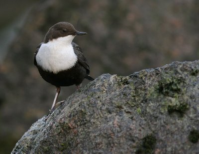 Strmstare [White-throated Dipper] (IMG_3076)