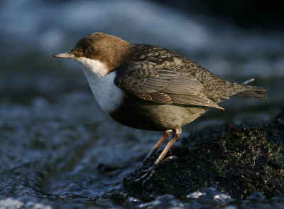 Strmstare [White-throated Dipper] (IMG_3122)