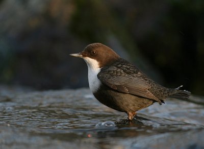Strmstare [White-throated Dipper] (IMG_3135)