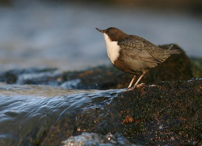 Strmstare [White-throated Dipper] (IMG_3167)