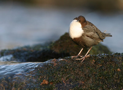 Strmstare [White-throated Dipper] (IMG_3173)