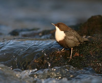 Strmstare [White-throated Dipper] (IMG_3186)