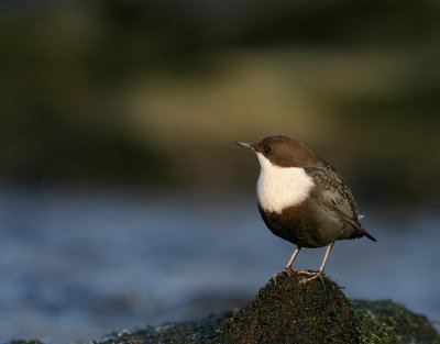 Strmstare [White-throated Dipper] (IMG_3194)