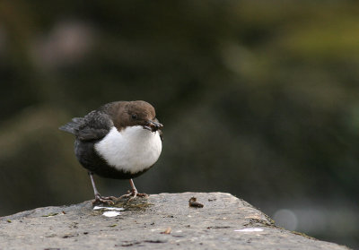Strmstare [White-throated Dipper] (IMG_3926)