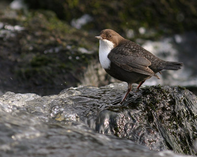Strmstare [White-throated Dipper] (IMG_4051)