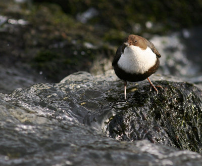 Strmstare [White-throated Dipper] (IMG_4109)