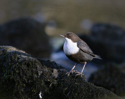 Strmstare [White-throated Dipper] (IMG_4329)