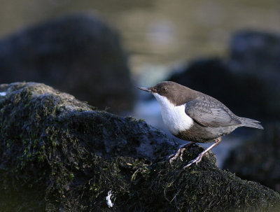 Strmstare [White-throated Dipper] (IMG_4332)