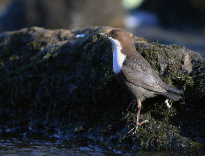 Strmstare [White-throated Dipper] (IMG_4429)