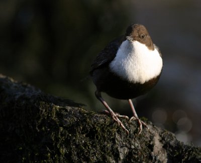 Strmstare [White-throated Dipper] (IMG_4478)