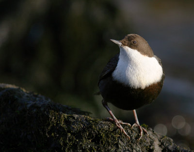Strmstare [White-throated Dipper] (IMG_4479)
