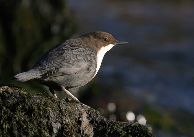 Strmstare [White-throated Dipper] (IMG_4570)