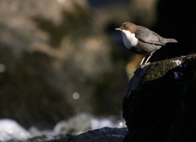 Strmstare [White-throated Dipper] (IMG_4603)