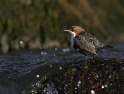 Strmstare [White-throated Dipper] (IMG_4664)