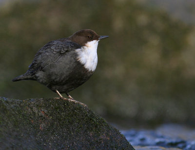 Strmstare [White-throated Dipper] (IMG_4737)