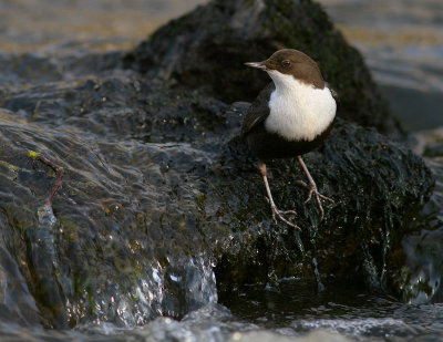 Strmstare [White-throated Dipper] (IMG_4914)